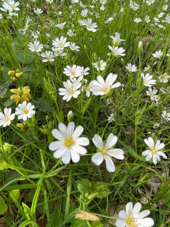 Wehr Orchidee Apartment מראה חיצוני תמונה